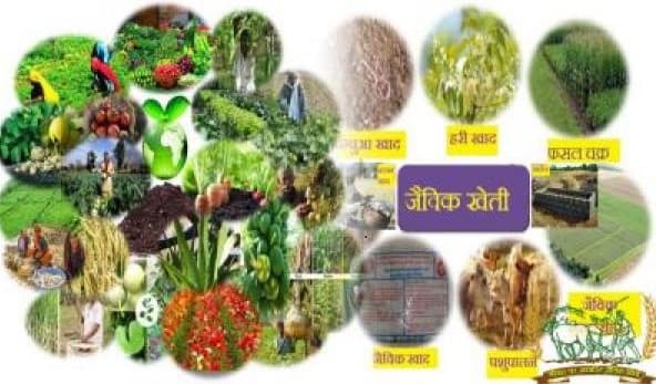 प्रोटीन युक्त जैविक खेती